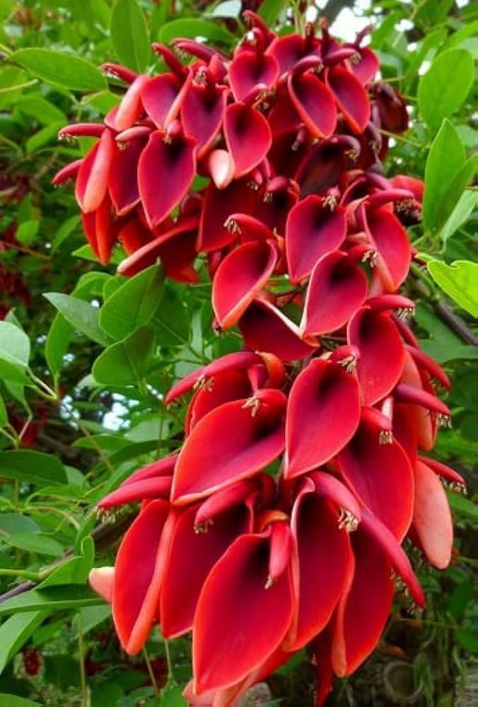 10 Erythrina crista-galli Plants, Cockspur coral tree,Cry-baby tree With Phytosanitary certificate