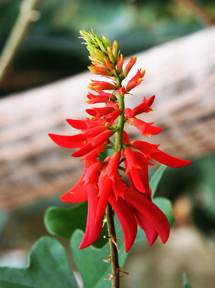 10 Erythrina humeana Seeds , Natal Coral Tree, dwarf coral tree Seeds