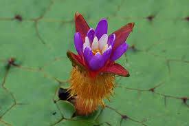 15 Euryale ferox Seeds, Prickly waterlily, Gorgon plant, Makhana Seeds - Seedsforgarden (1999-2024 ) .We Ship Seeds & Live Plants Worldwide
