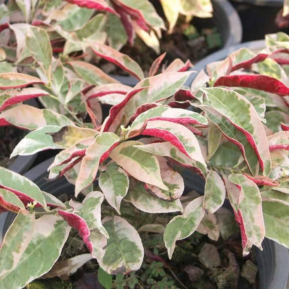 10 Excoecaria Bicolor Variegated Plants, Chinese Croton , + Phytosanitary certificate
