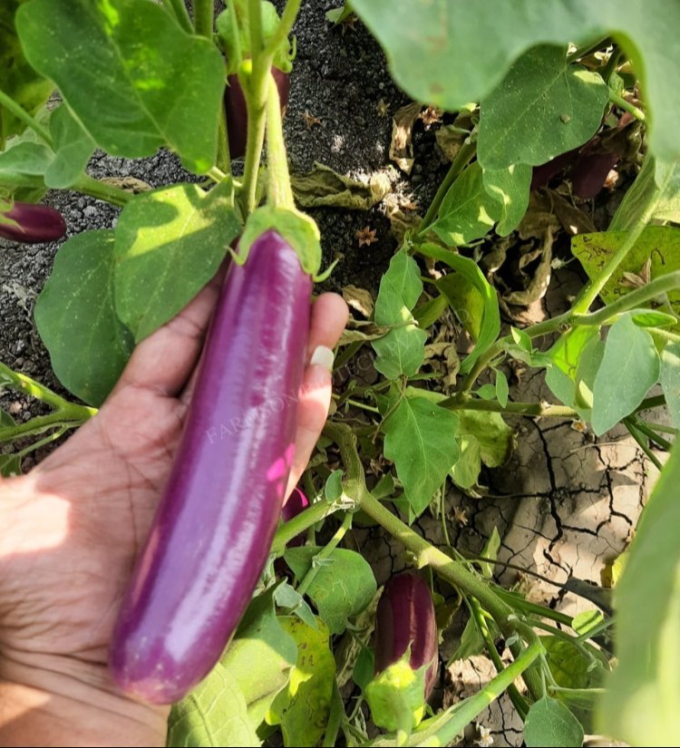 10 Grams FB-Yamini (4070) F1 Hybrid Brinjal Seeds – Pink Eggplant / Aubergine Seeds