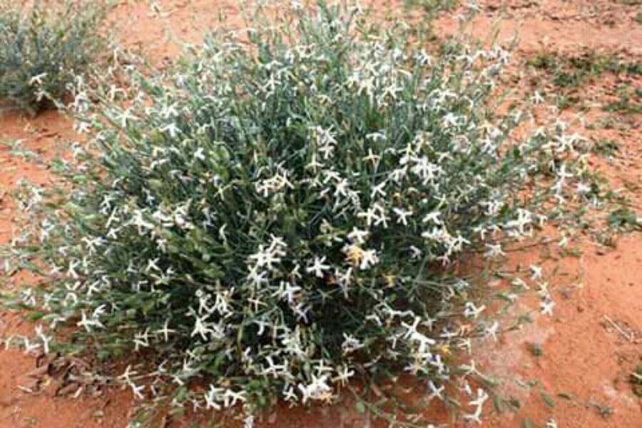 Fatsetia Aegyptia Seeds, Farsetia aegyptia Turra Seeds - Seedsforgarden (1999-2024 ) .We Ship Seeds & Live Plants Worldwide