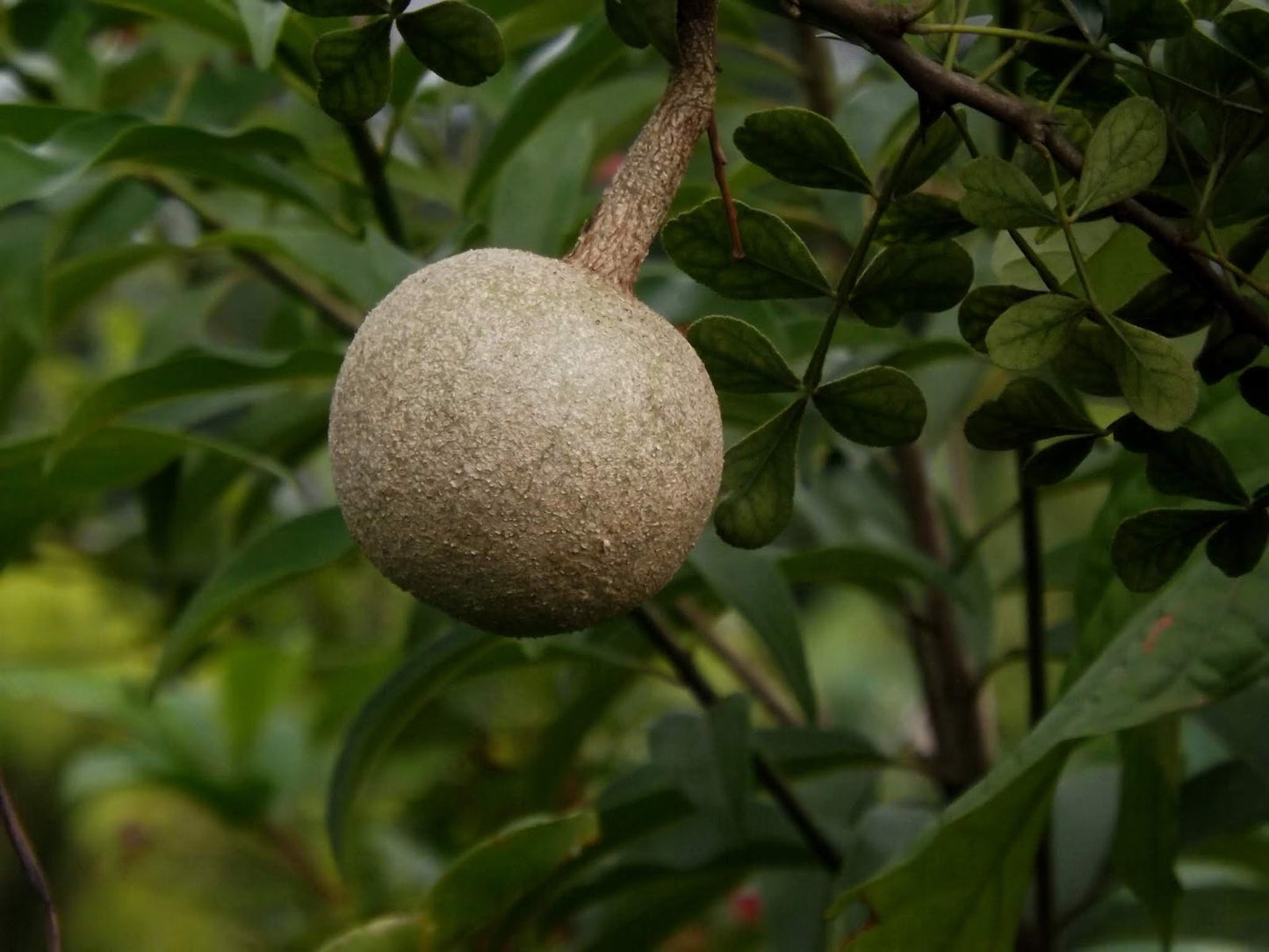 5 Feronia elephantum Plants ,Monkey Fruit, Curd Fruit, With Phytosanitary certificate - Botanika