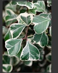 10 Ficus triangularis Plants ,Triangle Fig , Sweetheart Tree With Phytosanitary certificate - Botanika