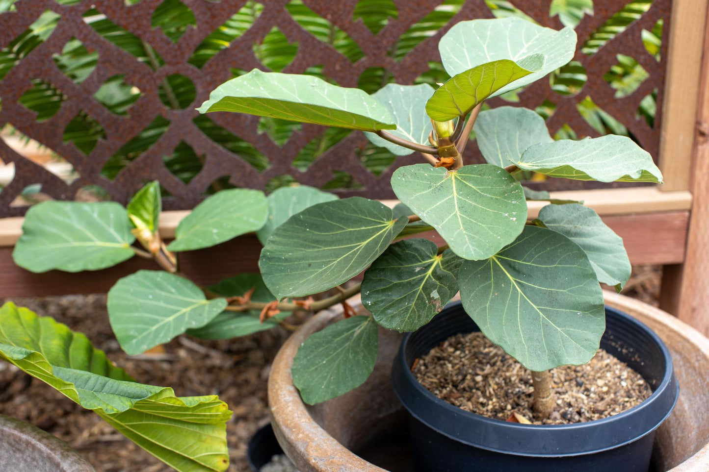 20 Ficus vasta Seeds , Ethiopian fig Seeds , - Seedsforgarden (Since 1999).We Ship Seeds & Live Plants Worldwide