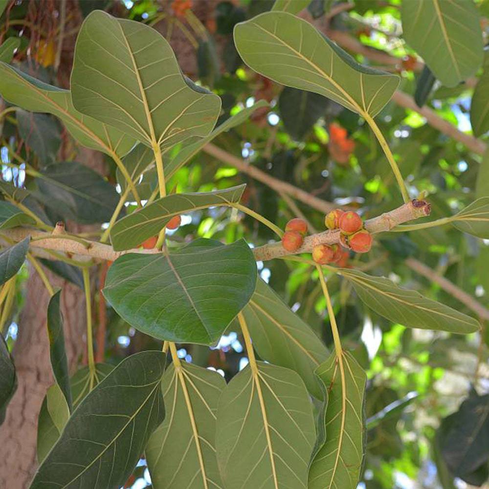 5 Ficus benghalensis Plants , Indian Banyan tree. Banyan Tree Plants, With Phytosanitary Certificate - Seedsforgarden (Since 1999).We Ship Seeds & Live Plants Worldwide