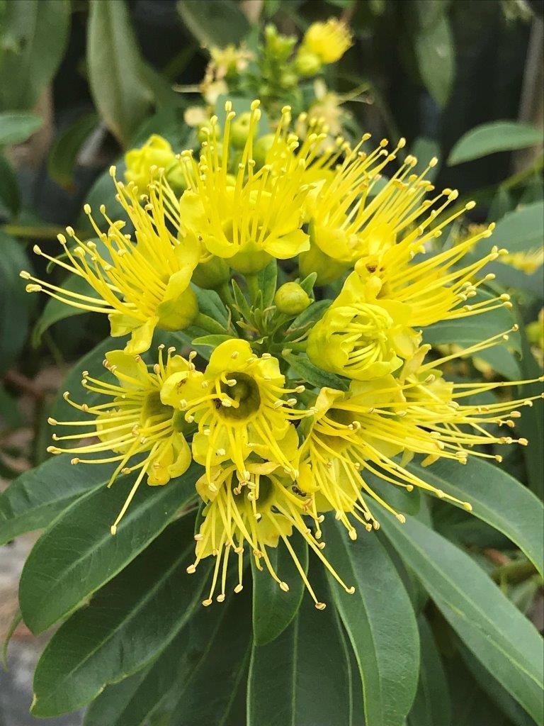 10 Yellow Penda Plants, Xanthostemon chrysanthus Plants, With Phytosanitary certificate