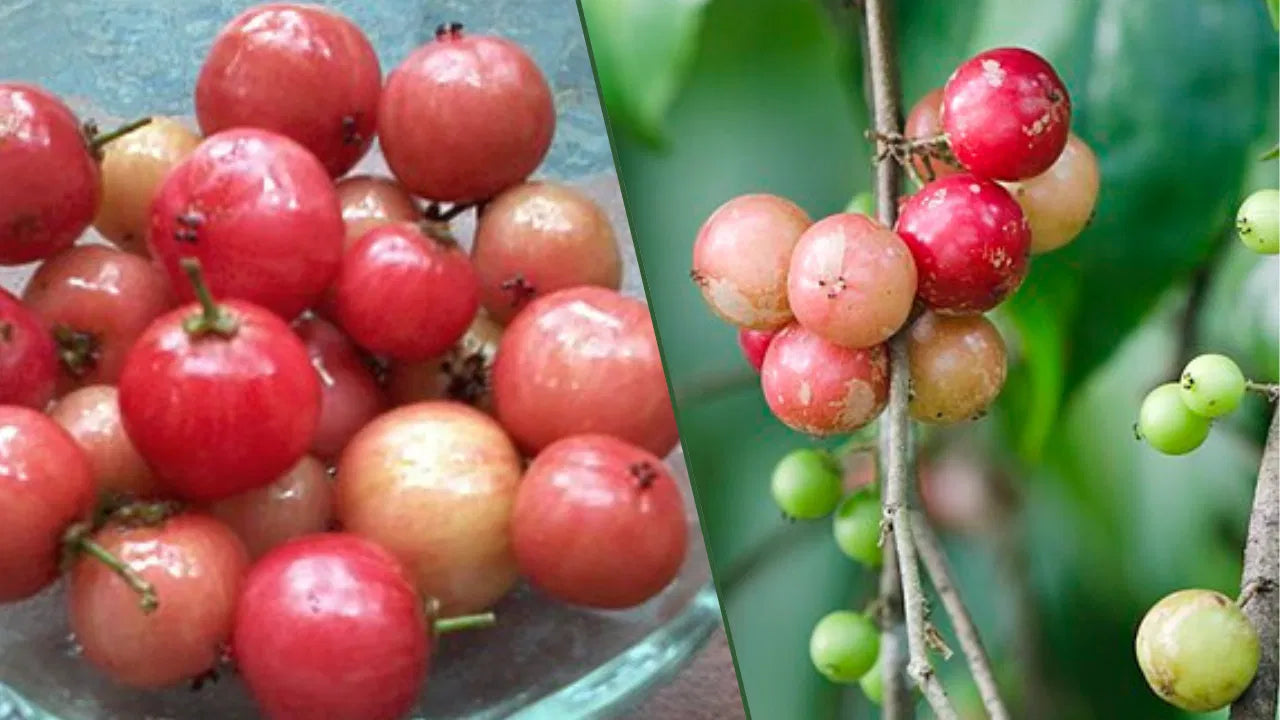 10 Flacourtia jangomas Plants, Indian Coffee Plum , Scramberry Plants