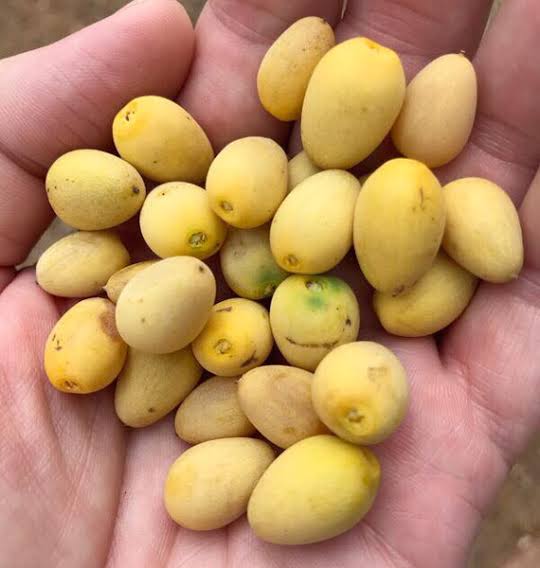 Berchemia discolor Seeds, Bird plum Seeds, Brown ivory - Seedsforgarden (1999-2024 ) .We Ship Seeds & Live Plants Worldwide