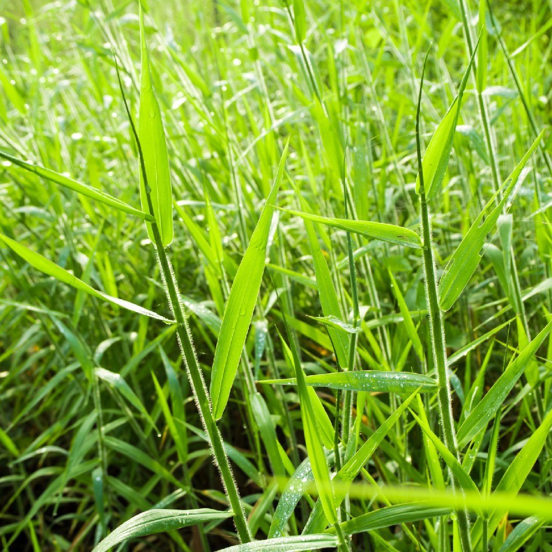 1 kg Brachiaria mutica Seeds – World Wide Shipping , Para Grass, Buffalo Grass,