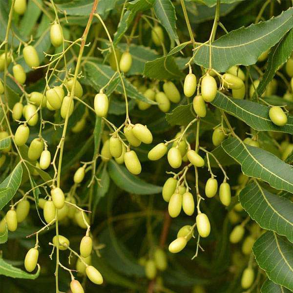 1 Kg Neem Tree Seeds (Azadirachta indica Seeds ) – August 2026 Harvest with Phytosanitary Certificate