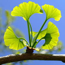 10 Ginkgo Biloba Plants , Maidenhair Tree Plants, With Phytosanitary certificate