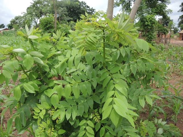 1 Kg Gliricidia Fodder Tree Seeds ,Gliricidia sepium, Worldwide Shipping, Protein Rich Livestock Forage,