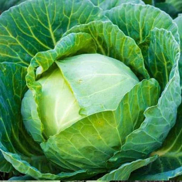 10 Grams Globe Master F1 Hybrid Cabbage Seeds | Large 2–4 kg Green Heads
