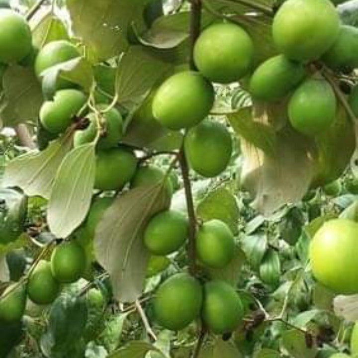5 Green apple Ber Fruit Plants, Ziziphus Mauritiana Plants With Phytosanitary certificates - Botanika