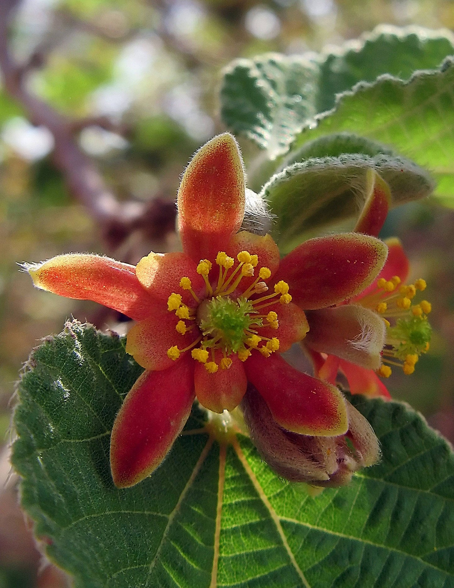 Grewia villosa Seeds, Hairy Crossberry , Mallow Raisin, - Seedsforgarden (1999-2024 ) .We Ship Seeds & Live Plants Worldwide