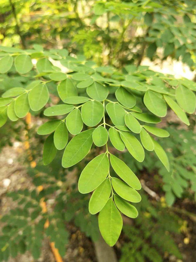 10 Live Moringa oleifera Plants ,PKM 1 Moringa Plants,Horseradish Tree Plants ,With Phytosanitary certificate - Seedsforgarden (1999-2024 ) .We Ship Seeds & Live Plants Worldwide