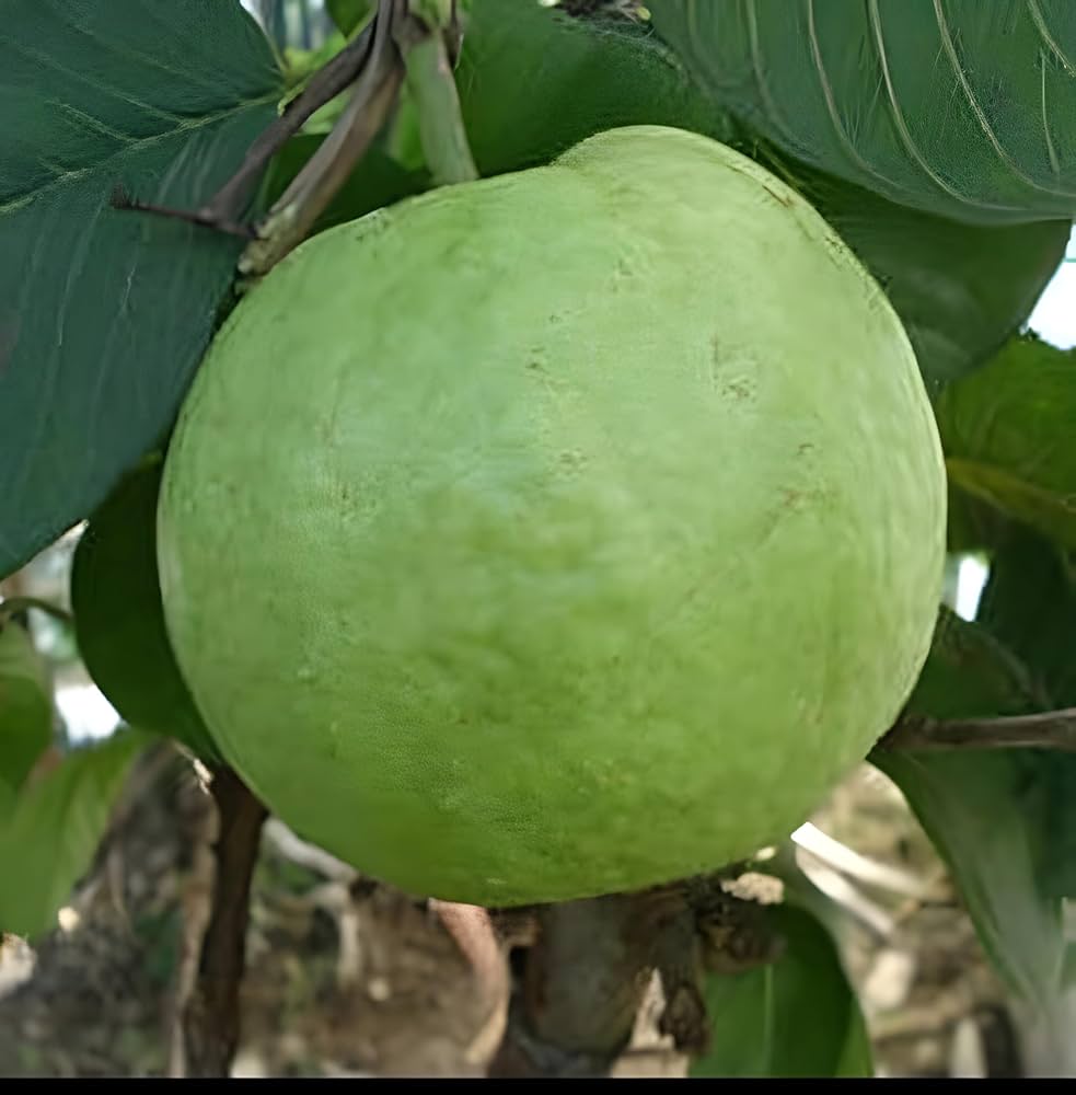 10 Guava Kilo Plants, Psidium guajava Plants, 2.2 lbs Guava Fruit