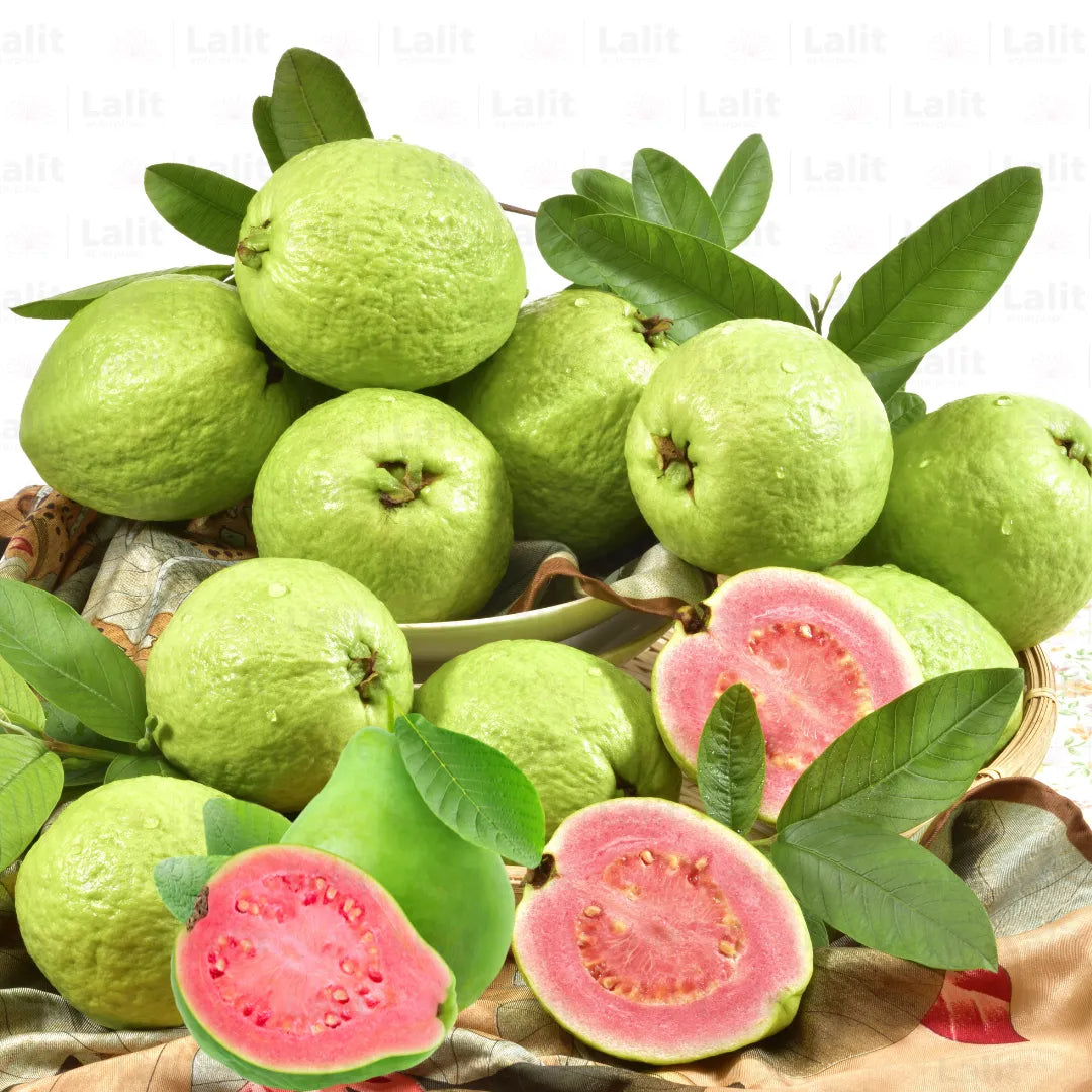 10 Pink Guava Plants, Psidium guajava Plants, Pink Fruit Guava,