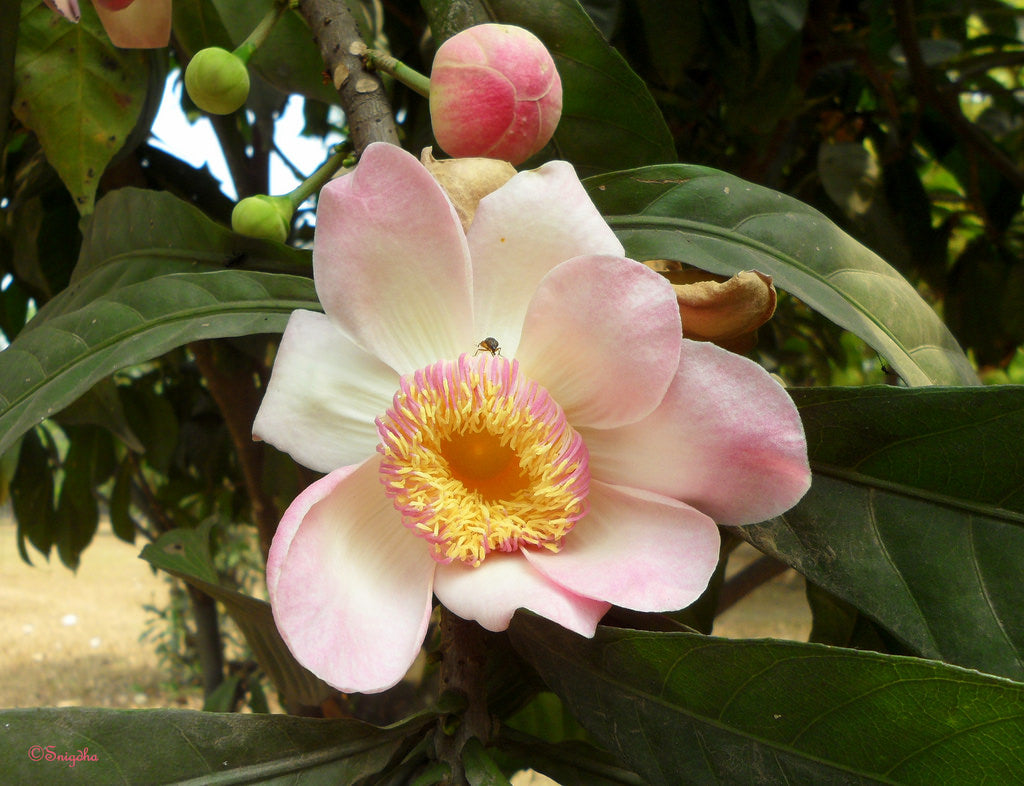 10 Gustavia augusta Plants, Membrillo Plants , Heaven Lotus Tree Plants