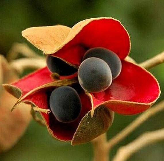 20 Majidea zanguebarica ,Black Pearl Seeds, Mgambo Seeds , - Seedsforgarden (1999-2024 ) .We Ship Seeds & Live Plants Worldwide