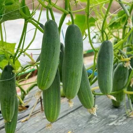 100 Hector F1 Hybrid Cucumber Seeds