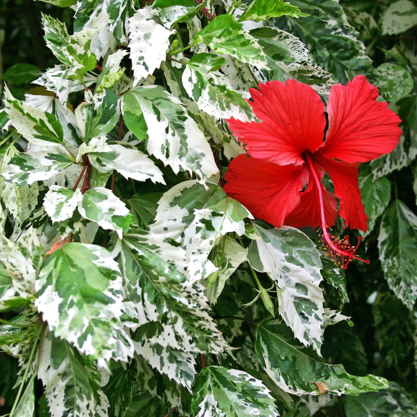 10 Hibiscus Rosa Sinensis Variegata Plant, Red Gudhal Plants , With Phytosanitary certificate