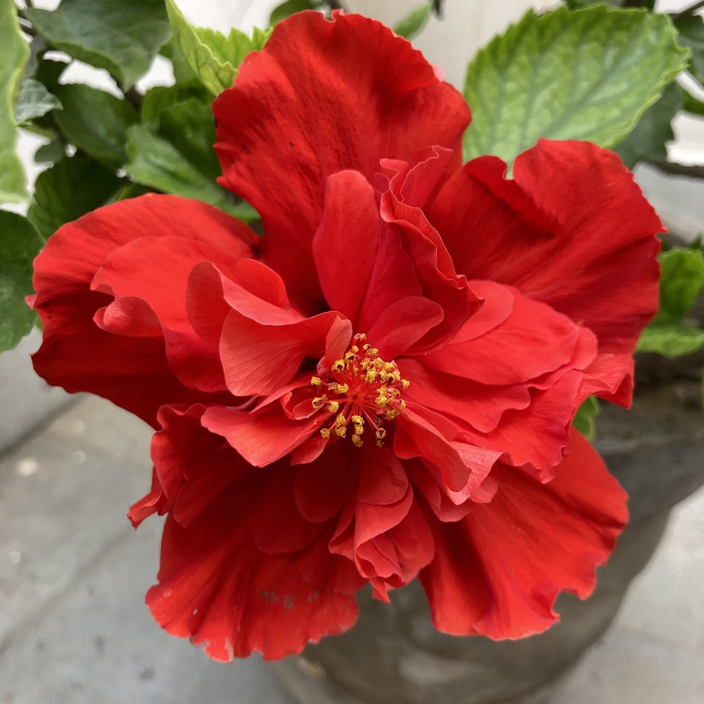 10 Hibiscus Red , Red Gudhal Flower Double Petal Flower ,With Phytosanitary certificate