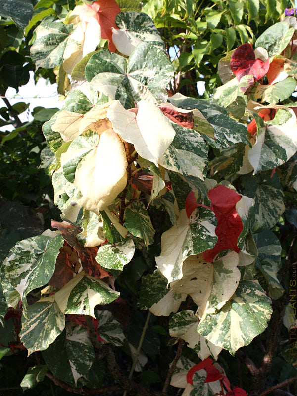 10 Hibiscus Tiliaceus Variegated Plants, Sea Hibiscus Plant, Sea Hibiscus Plant