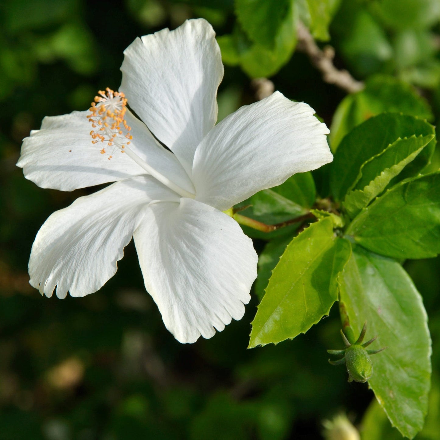 10 Hibiscus arnottianus Plants, White hibiscus , White Gudhal With Phytosanitary certificate
