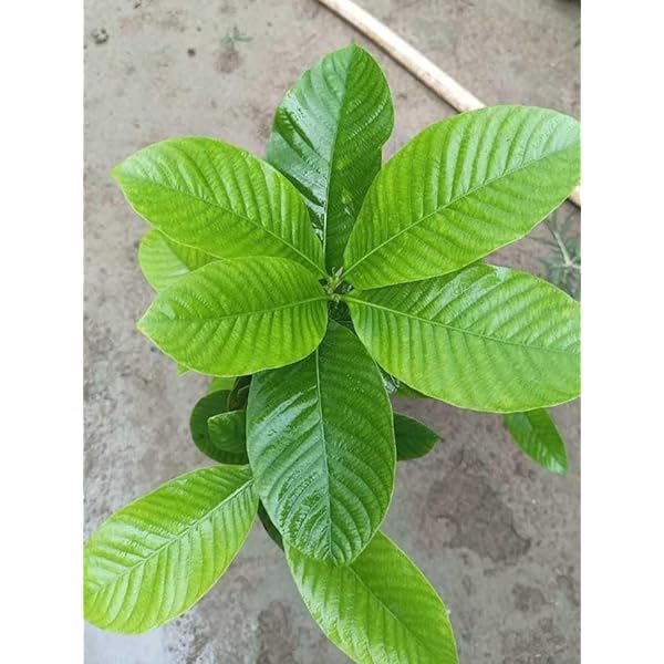 10 Ferula asafoetida Plants, Asafoetida Plants, Hing Plants With With Phytosanitary certificate