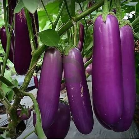 10 Grams Hiral (VEGH 444) F1 Hybrid Eggplant Seeds for Home Gardening