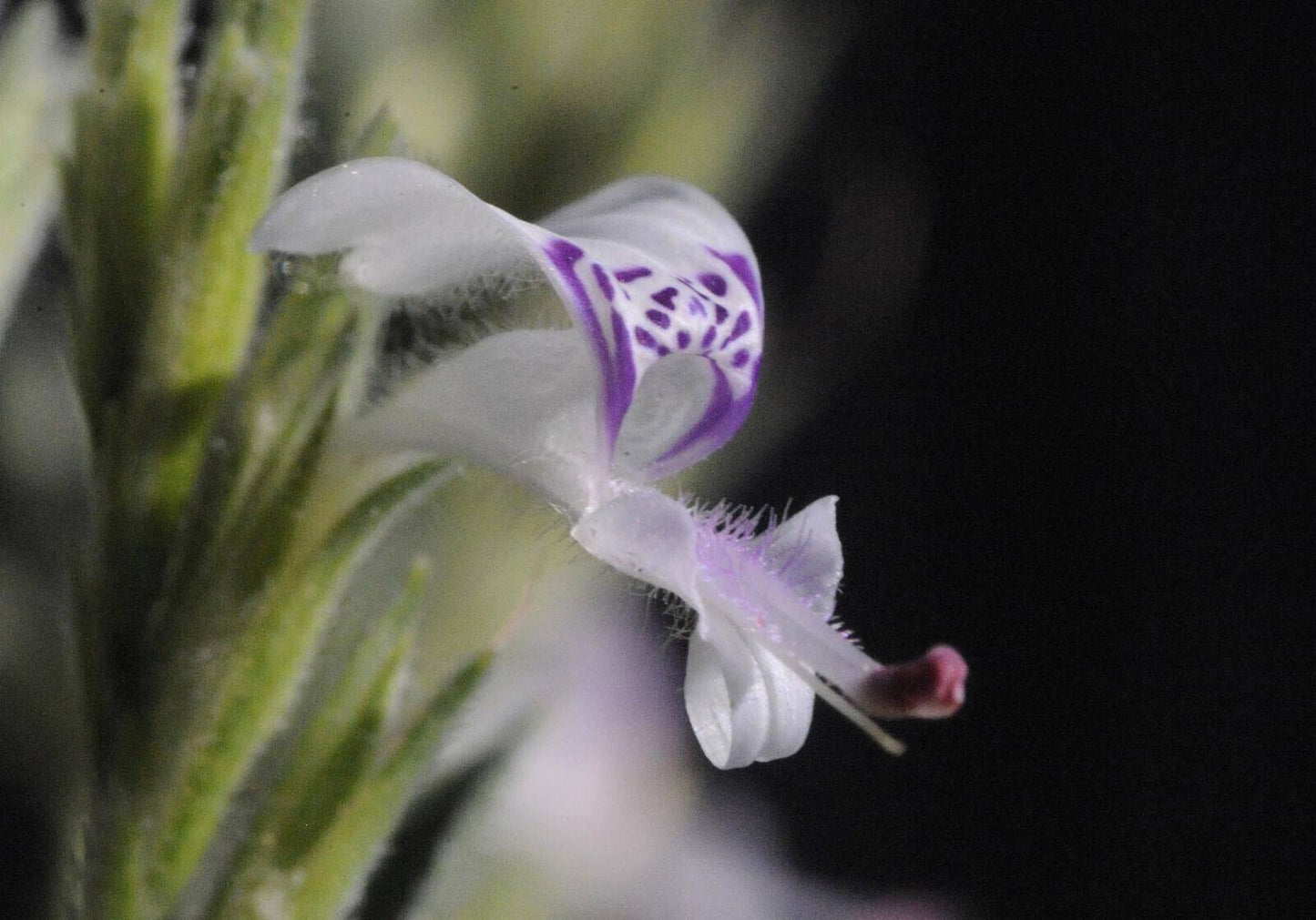 20 Hypoestes forskaolii Seeds, White ribbon bush, Wild Flower Plant Seeds - Seedsforgarden (1999-2024 ) .We Ship Seeds & Live Plants Worldwide