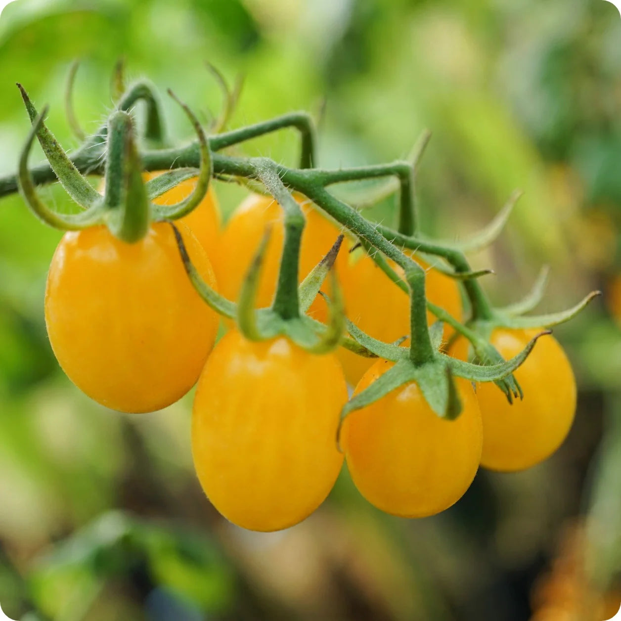 25 Ildi Cherry Grape Yellow Tomato Seeds – Sweet, High-Yielding Heirloom Tomato