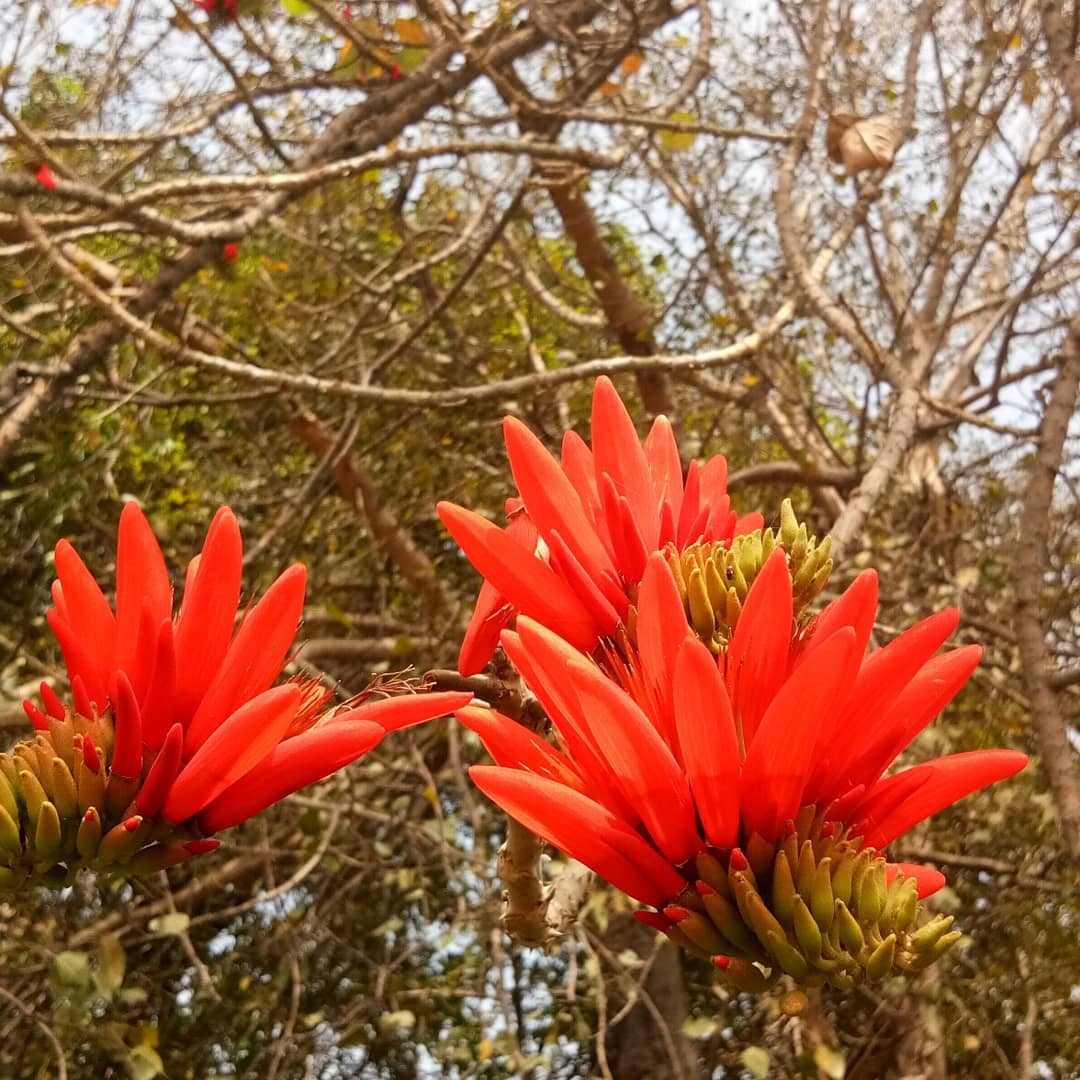 10 Erythrina indica Plants, Indian Coral Tree Plants, With Phytosanitary certificate