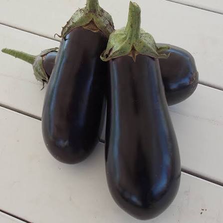 10 Grams Indigo F1 Hybrid Eggplant Seeds – High-Yield Home Garden Variety