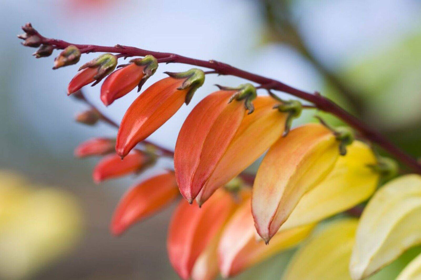 5 Ipomoea lobata, Fire vine Seeds , Mina Lobata Jungle Queen Ipomoea Seeds - Seedsforgarden (1999-2024 ) .We Ship Seeds & Live Plants Worldwide