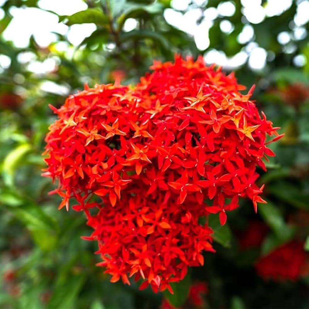 10 Ixora Red Plants, Jungle geranium, West Indian Jasmine With Phytosanitary certificate
