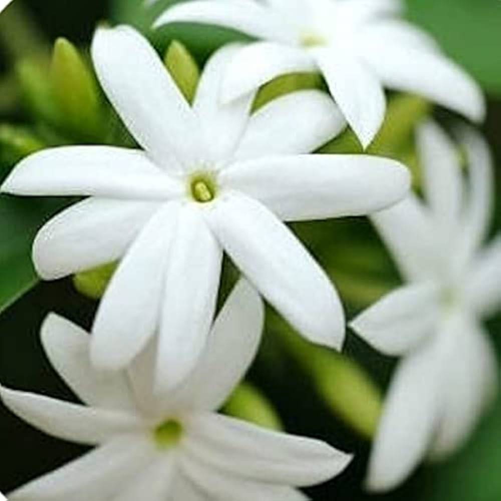 5 Jasmine Plants, Juhi jasmine, jasminum auriculatum Plants, With Phytosanitary certificate - Seedsforgarden (Since 1999).We Ship Seeds & Live Plants Worldwide