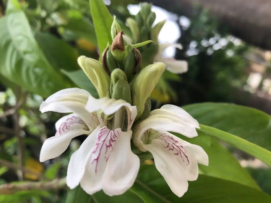 10 Justicia adhatoda Stem Cuttings, Malabar nut Plants, With Phytosanitary certificate - Botanika