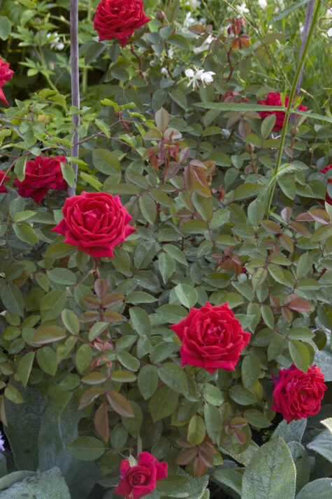 10 Kashimir Rose Plants , Rosa indica var. kasmirica.