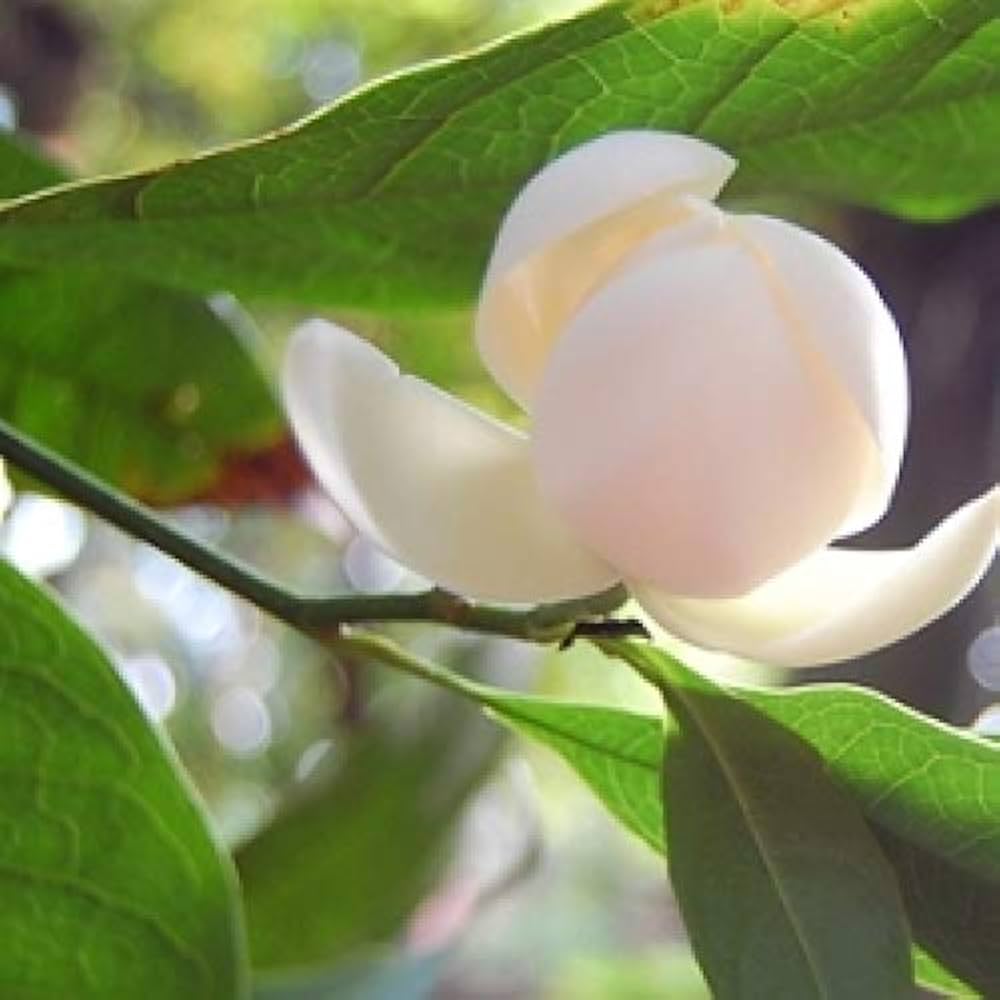 5 Magnolia Liliifera Plants, Kavati Chafa White Flower, With Phytosanitary certificate
