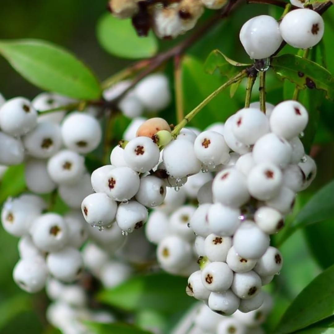 10 Syzygium zeylanicum Plants, Cat Eye Fruit Plants