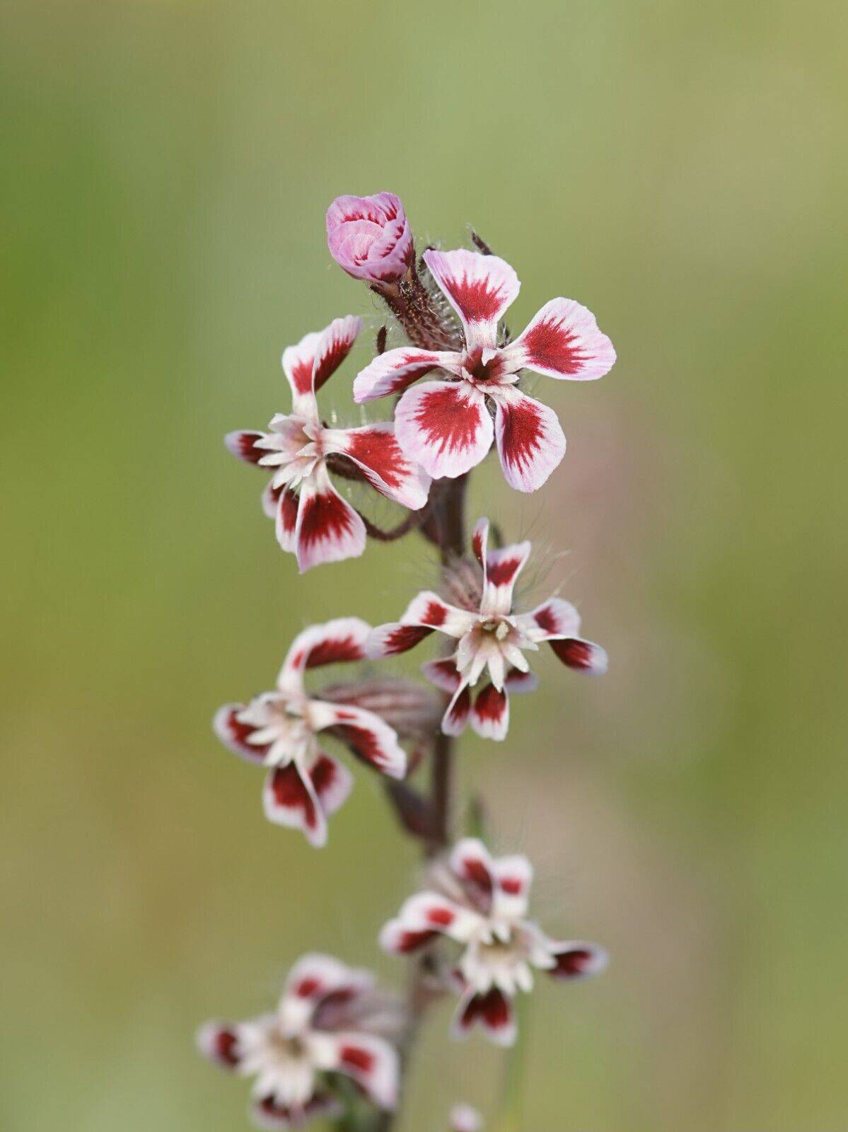 20 Silene gallica Seeds. Common catchfly, Small flowered catchfly, Windmill pink Seeds - Seedsforgarden (1999-2024 ) .We Ship Seeds & Live Plants Worldwide