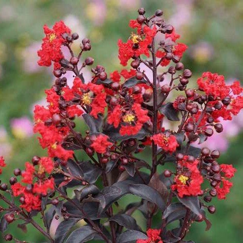 10 Pride of India Plants , Crape Myrtle, Lagerstroemia Black Diamond, With Phytosanitary Certificate