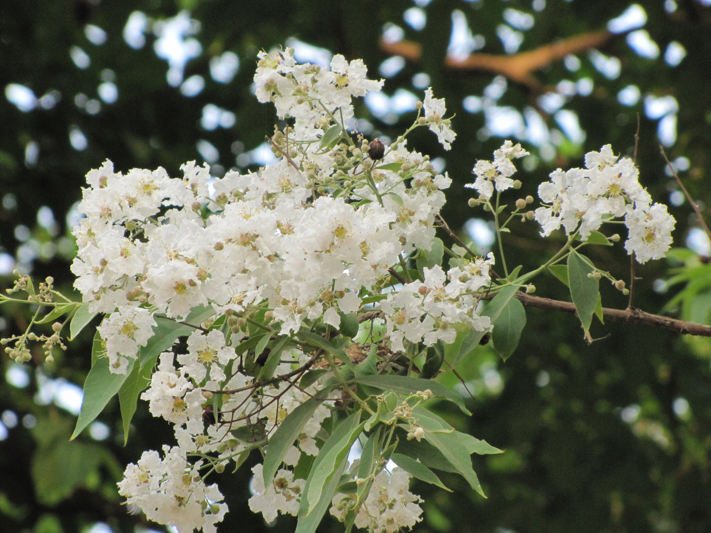 10 White Crape Myrtle Plants, Lagerstroemia tomentosa Plants, With Phytosanitary Certificate