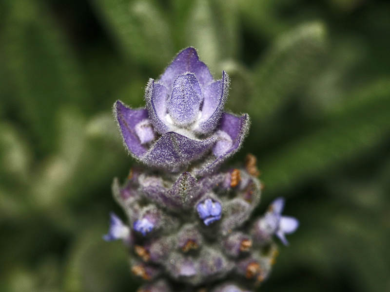 50 Lavandula dentata Seeds, French Lavender, Fringed Lavender
