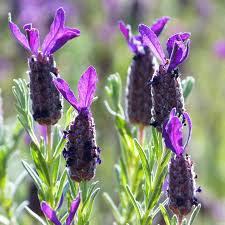 25 Lavandula stoechas Seeds, Spanish Lavender Seeds