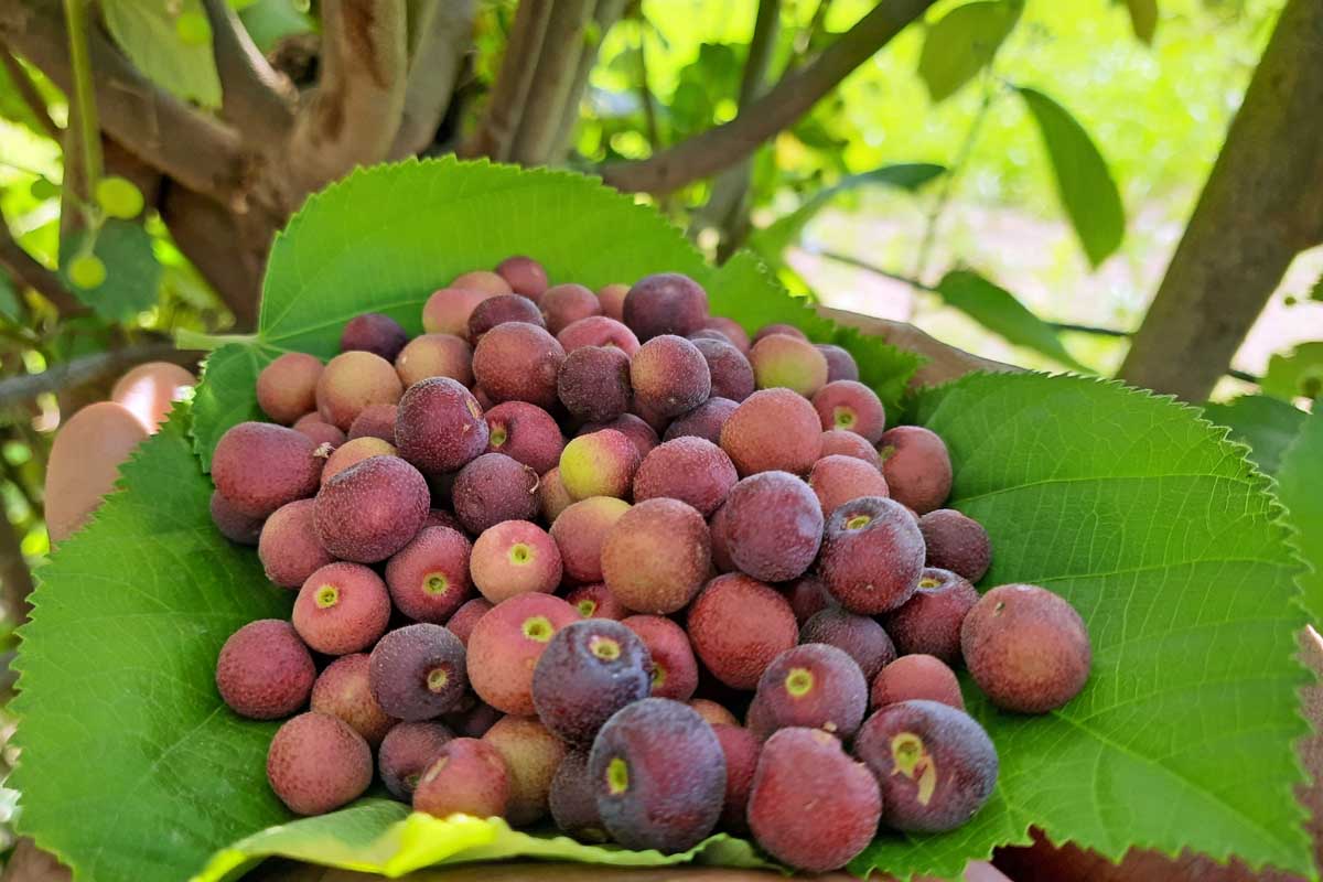 25 Grewia asiatica Seeds , Phalsa Tree Seeds. - Seedsforgarden (1999-2024 ) .We Ship Seeds & Live Plants Worldwide