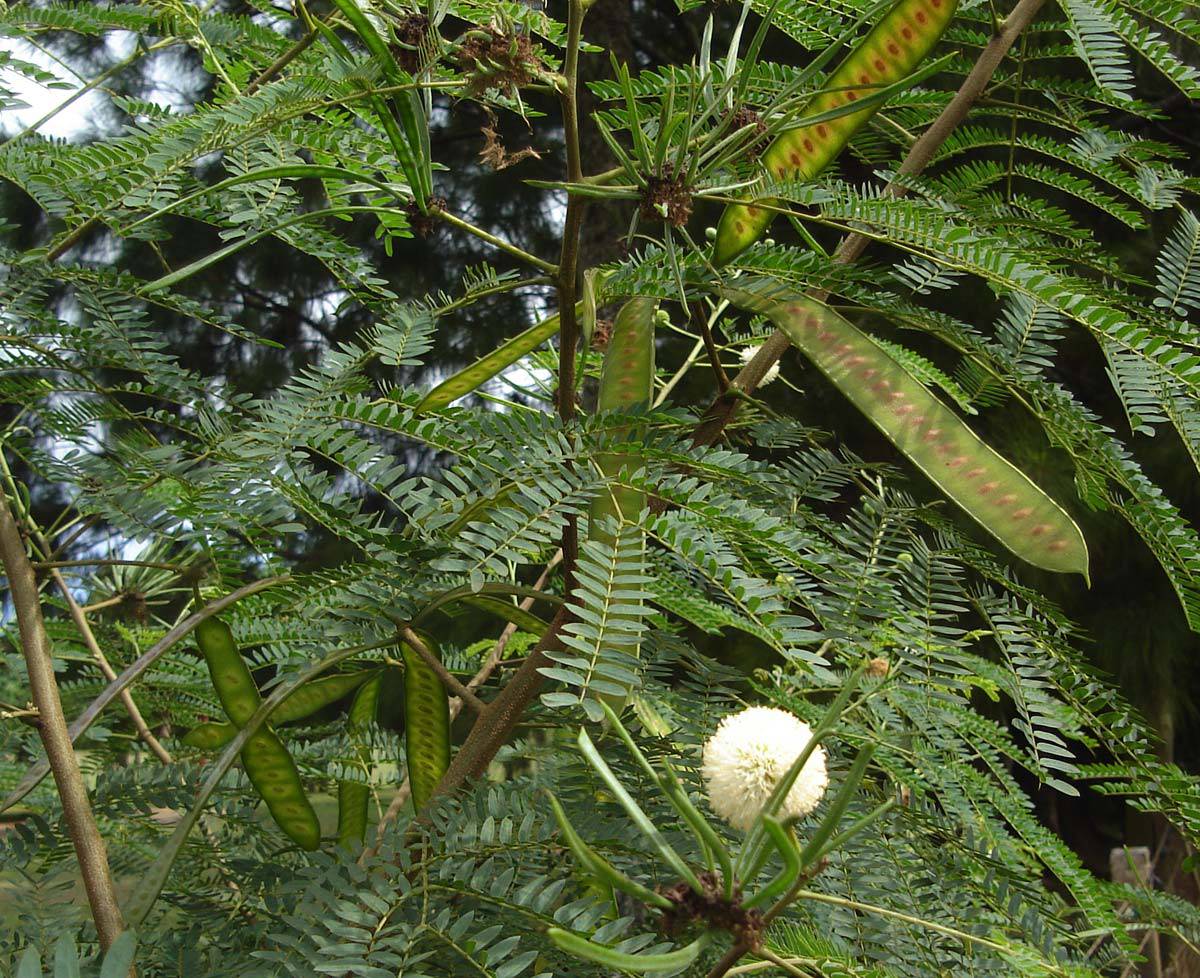 Leucaena trichandra Seeds, Lead Tree,White Popinac Seeds, - Seedsforgarden (1999-2024 ) .We Ship Seeds & Live Plants Worldwide
